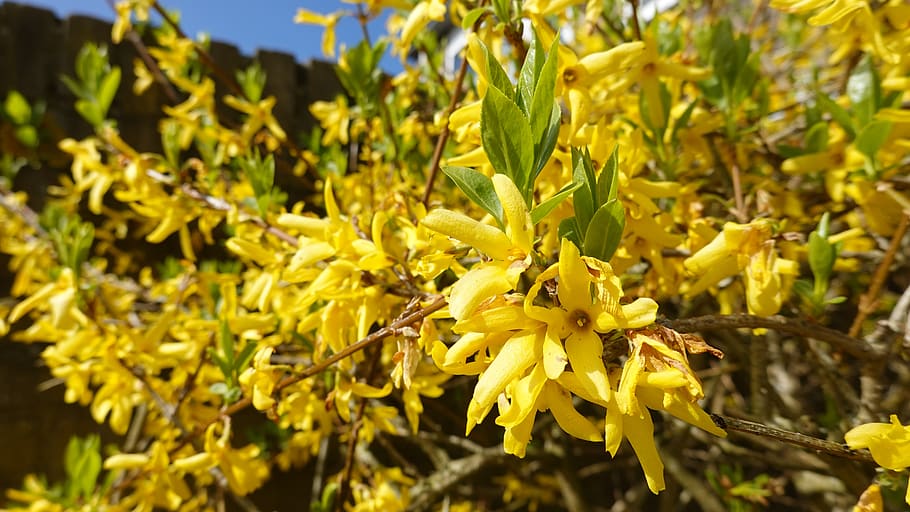 forsythia, yellow, garden, spring, blossom, sierheester, nature, flowers, easter