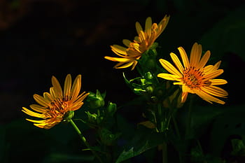 golden, aster flowers, bathed, partial, sunlight, shade., golden aster, aster flower, aster plant, aster, aster images