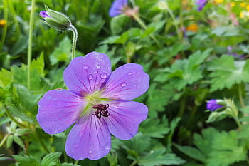 ゼラニウムの花、 遅れて、 秋。、 ゼラニウム、 多年生ゼラニウム、 フラワーズ、 花の写真、 画像の花、 ゼラニウム写真、 ゼラニウムの写真、 花の画像