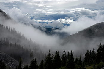 clouds, fog, landscapes, mountains, pines, trees