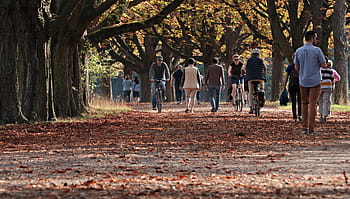Procházka, strom lemované avenue, Příroda, pryč, avenue, stromy, krajina, nálada, zotavení, indické léto, cyklisty