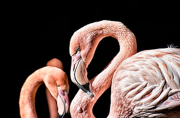 flamingo, bird, colorful, feather, pride, tierpark hellabrunn