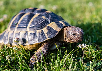 turtle, greek tortoise, reptile, animal, armored, tortoise shell, baby turtle, young animal, tortoise, creature, greek turtles