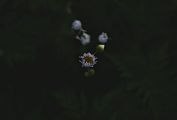 noir, Floraison, les fleurs, fleurs, gris, pétales, les plantes