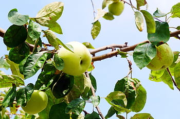 fruits, wild, golden, apple tree, tree., apple photos, apple images, picture of apple, apple pic, apples, yellow apple