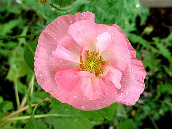 rosa, papavero, gocce di pioggia, papavero rosa, fiore, pioggia