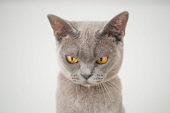 cat, face, angry, funny, pet, animal, portrait, fur, mackerel, eyes, kitten
