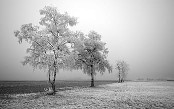 Natur, Schnee, Bäume, Landschaft, Winter, Eis, kalt, zing, Gras, Frost, Nebel