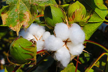 cotton, tajikistan, buttermilk, toimiston