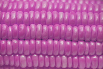 agricoltura, sfondo, avvicinamento, Mais, sfondo di mais, mais vicino, foglia di mais, trama di mais, raccolto, delizioso, dolce