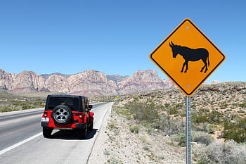 jeep, wrangler, car, road, alert, burro, wild, donkey, nevada