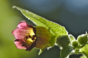 rulík, atropa belladonna, toxický, květ, podsvícení, nachtschattengewächs