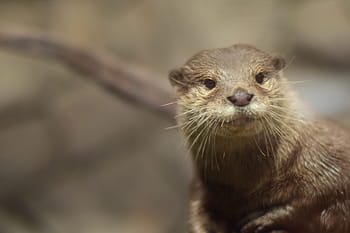 the tree otter, otter, animal