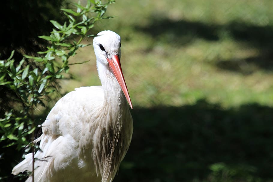 čáp, čáp bílý, pták, opeřený závod, bílý, zvířat, živá příroda, zvířata ruska, ciconia ciconia, zelená tráva