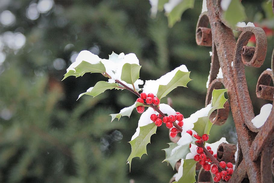 llex aquifolium, common holly, christmas holly, red berries, green leaves, branch, božikovina, winter, nature, outdoor