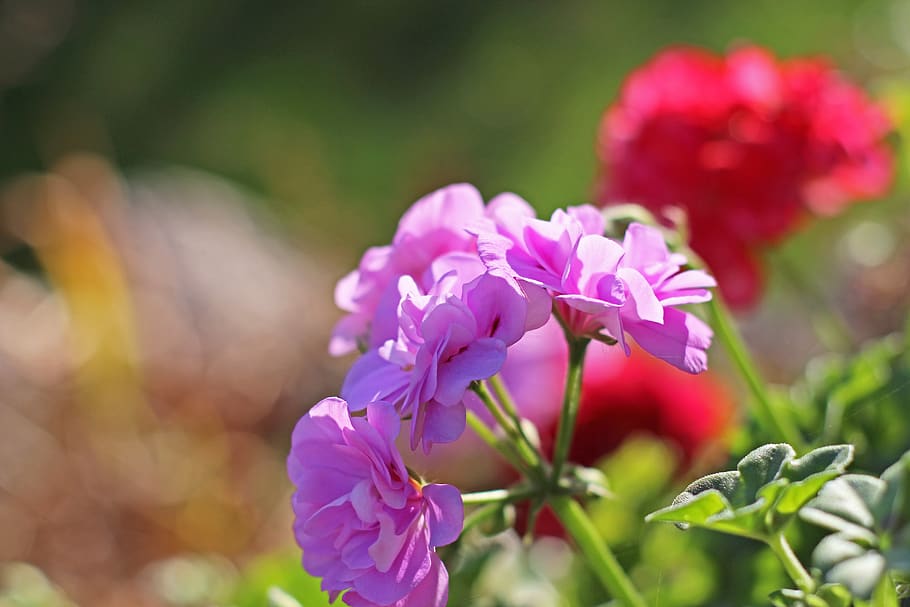 geranium, summer flower, flower, nature, flora, blossom, bloom, balcony plant, plant, balcony flower, summer