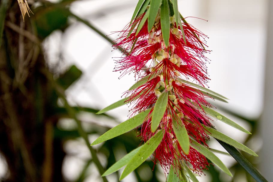 caliandra, caliandra red, flower, spring, nature, flowers, garden, botany