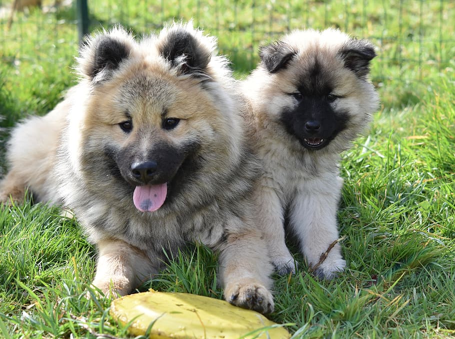 psů, mladých psů, psi eurasier, eurasier rozkošný, roztomilý, savců, pes eurasier, mužský olaf modrý, samice patchouline