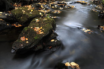colorful autumn stream., autumn, background, beautiful, fall, foliage, forest, golden, green, leaves, natural