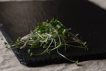 crescione, verde, erba, erbe aromatiche, ingrediente, ingredienti