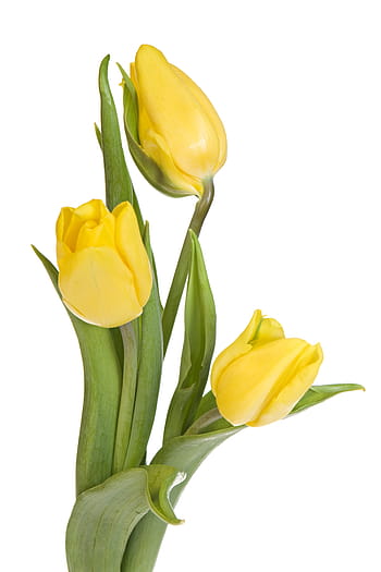 tulipán, žlutá, květ, svěžest, detailní, izolovaný, kvetoucí, zářivě, nikdo, vibrující, zelená