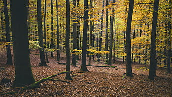 natură, peisaj, pădure, copaci, frunze, toamnă, cădea, călătorie, aventură