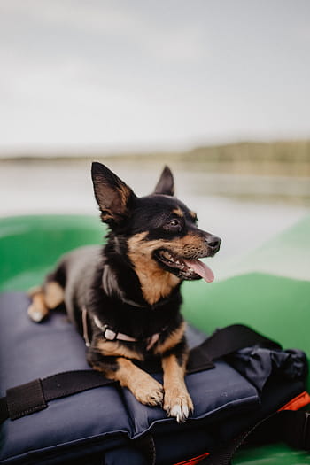 feliz, perro, kayak, mascota, animal, cachorro