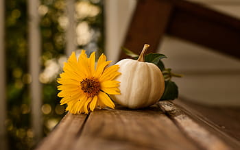 thanksgiving, pumpkin, fall, autumn, nature, background, flower, flora, warm, wood, rustic