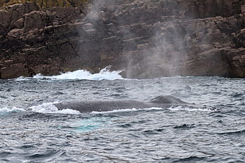 humpback whale., humpback whale, newfoundland and labrador, canada, ecotourism, tourism, tourist, travel, animal, back, baleen