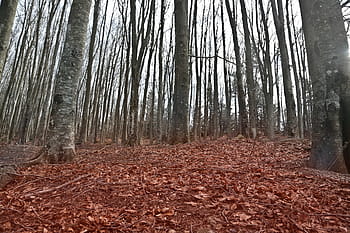 niedrig, Winkelsicht, gefallen, Blätter, Weg, Herbst, Landschaft, Pflanze, Baum, Bäume, Holz