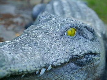 closeup, stone alligator, yellow, eyes, stone, art, dangerous, teeth, nose, animal, alligator