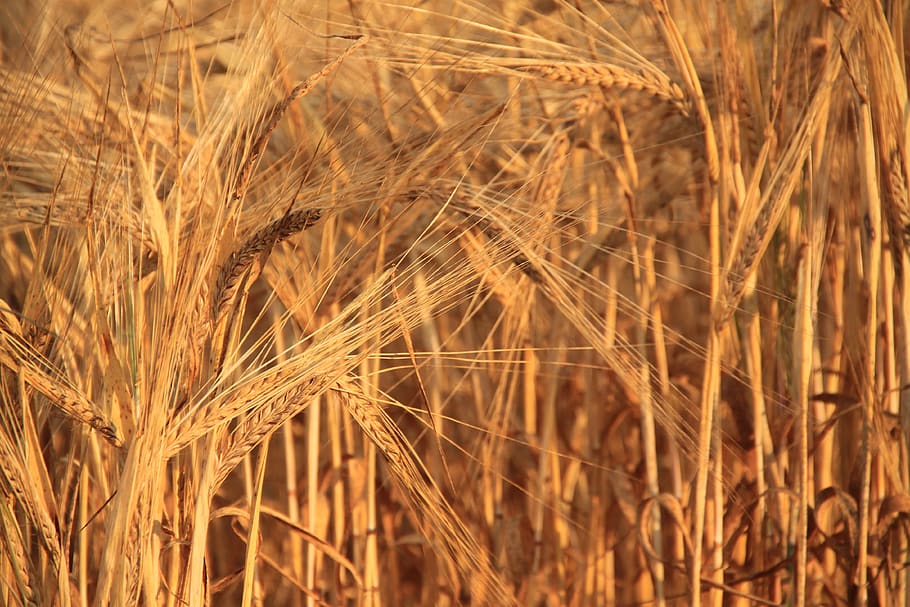 wheat, cereals, plants, nature, harvest, field, landscape, summer, farm, grain, spikes