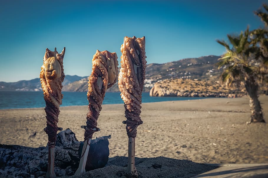squid, barbecue, sea, coast, seafood, fish, delicious, lunch, eat, appetizing, dish