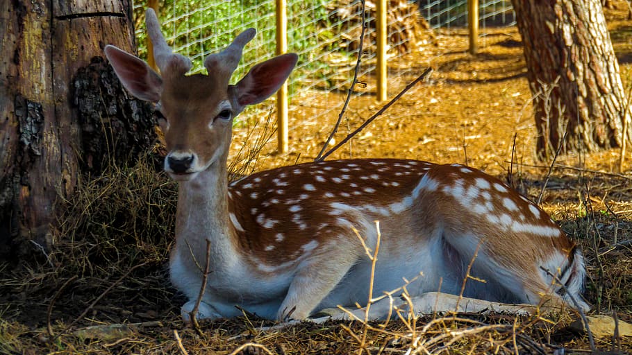 deer, nature, animals, wild, mammal, cute, bambi, parc sama, spain