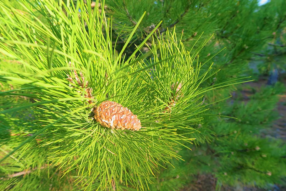 pine, branch, tree, nature, green, plant, forest, cocoon, spring