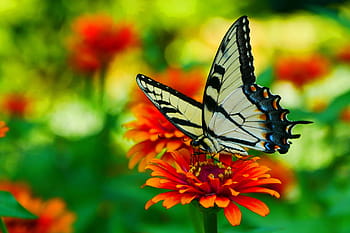 obrázek, Černá, žlutá, otakárek butterfly, odpočívá, cínie květ, květ., žlutý motýl, žlutý a černý motýl, obyčejný žlutý otakárek, papilio machaon