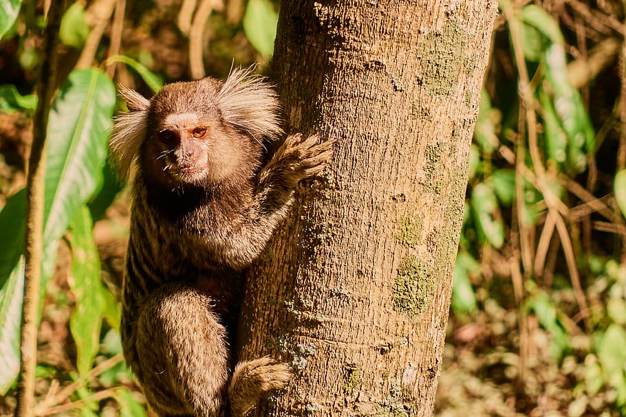 rio de janeiro, monkey, marmoset, krallenaffe, nature, marmosets, forest, animal world, environment, animal, brazil