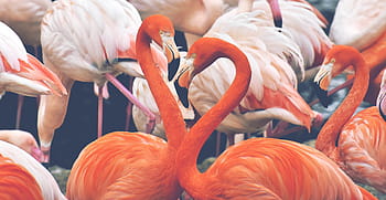 flamingo, bird, colorful, feather, pride, tierpark hellabrunn, tumblr wallpaper