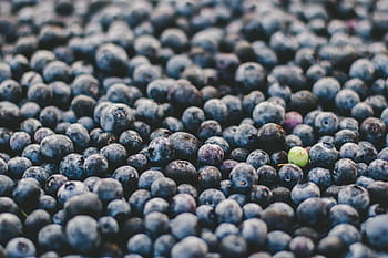 mirtilli di bosco, frutti di bosco, bacca, blu, mirtilli, mirtillo, avvicinamento, foresta, natura