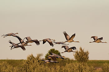 spain, extremadura, common crane, bird, wildlife, beak, nature, taking off, wings, european, outdoors