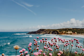 cluster, rosa, flores, crescente, oceano, borda, praia, costa, verão, água, natureza