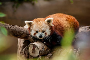 rød, panda, dyr, dyreliv, træ, afdeling, natur, plante