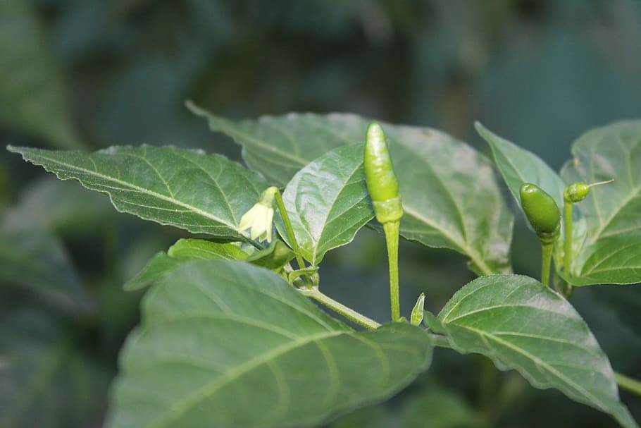 Tabasco, aji, rostlina