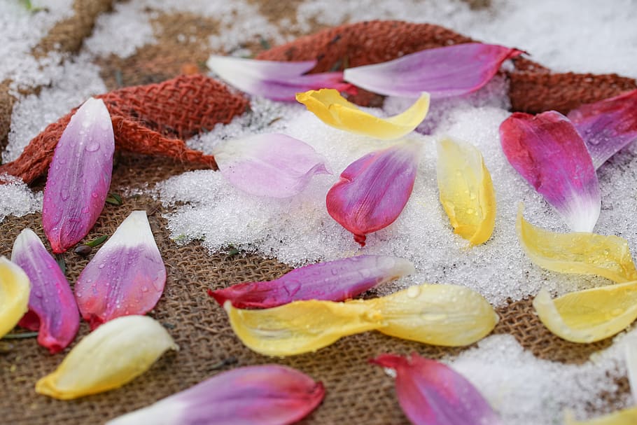 zing déšť, okvětní lístky, tulipány, mráz, růžový, žlutá, barva, přes, mrtvý, konec