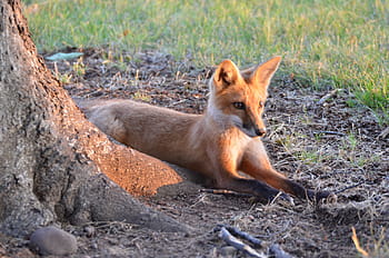 fox, kit, tree, nature, predators, babies, wildlife, animal, young, fur, wild