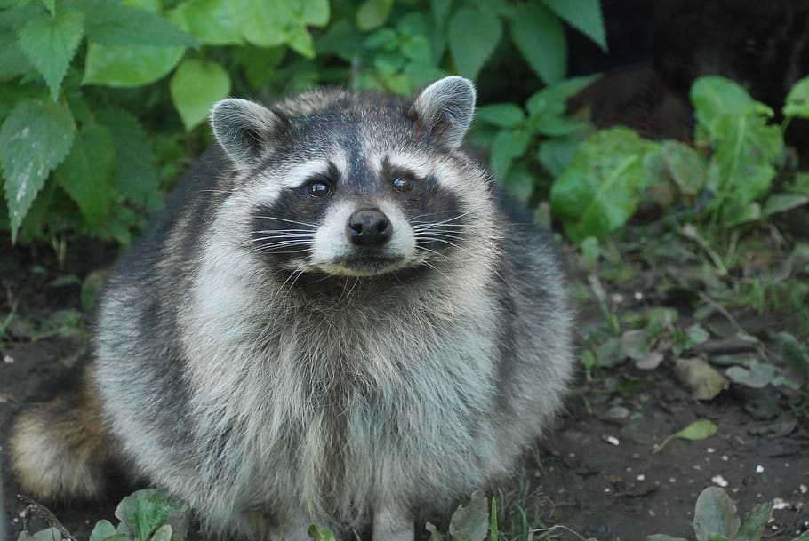 raccoon, fur, zoo, cute, animal world, bear, wild animal, outdoor enclosures, head, predator