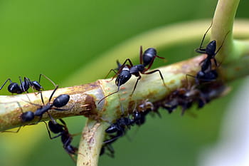 μαύρο μυρμήγκι, έντομο, κήπο μυρμήγκι, lasius niger, animalia, αρθροπόδων, τα μυρμήγκια