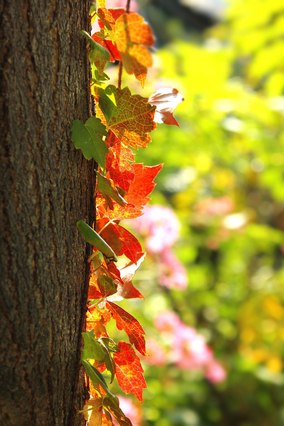 autumn, leaves, landscape, yellow leaves, nature, scenery, mountain, autumn leaves, wood, republic of korea, affix