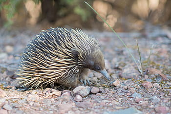 echidna, spiny anteater, tachyglossidae, monotreme, monotremata, egg-laying mammal, mammal, spines, australian, australia, nature