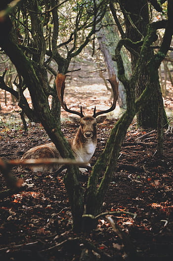 deer, animal, tree, plant, nature, leaves, fall, forest